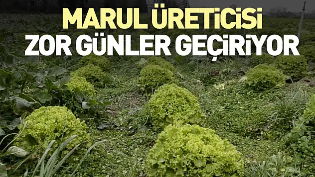 Marul Üreticisi Zor Günler Geçiriyor