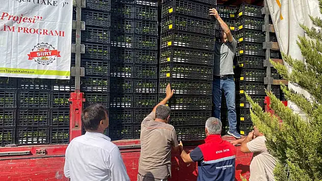 Marul ve Karnabahar fidesi dağıtıldı