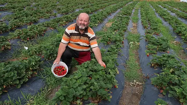 Maydanozla başladı, çilekle devam ediyor