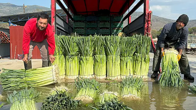 Menemen Ovası'nda Pırasa Hasadı Başladı