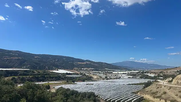 Meşhur Sultaniye Üzümleri Korunuyor