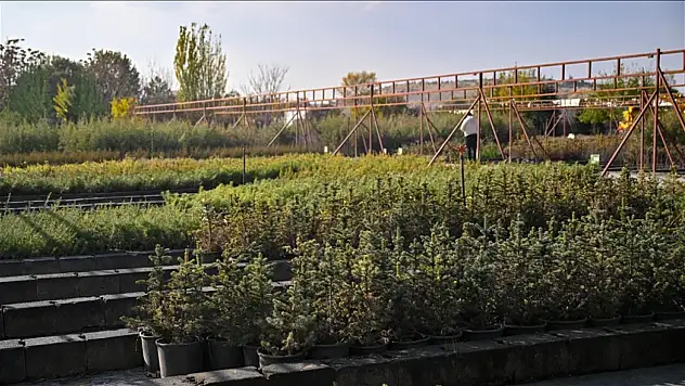 Milli Ağaçlandırma Günü için hedef 15 milyon fidanın sahiplenilmesi