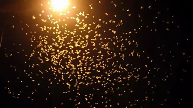 Milyonlarca sineğin 'Ölüm Dansı' başladı