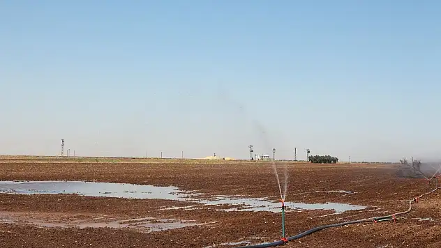 Mısır ekimi yasağına rağmen kaçak sulama