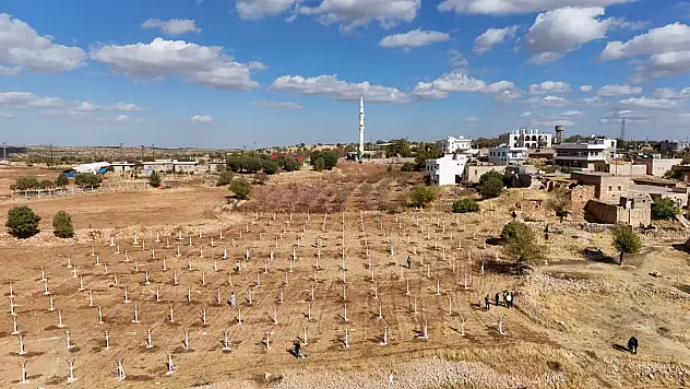 Modern bağcılık projesiyle hayat buluyor