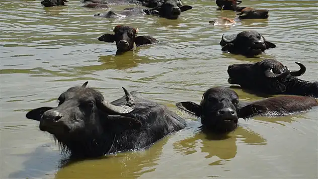 Muş'ta Mandalar Karasu Nehri'nde Serinliyor: Süt Verimi Artıyor