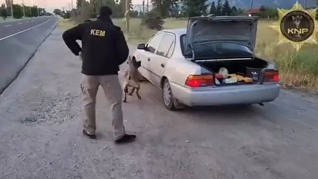 Narkotik köpeği Thor, eliyle koymuş gibi buldu