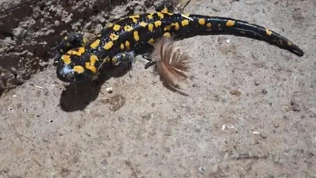 Nesli tükenme tehlikesi altında olan semender görüldü !