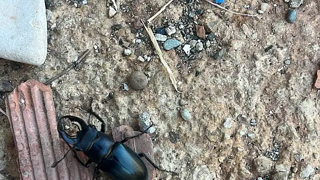 Nesli tükenme tehlikesi altında bulunan geyik böceği görüldü