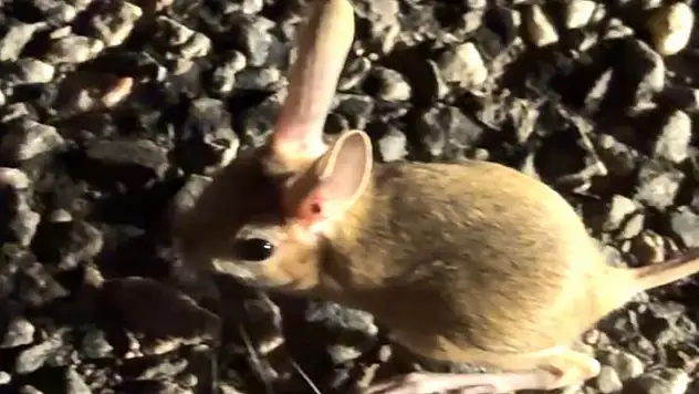 Nesli tükenmek üzere olan Arap tavşanı görüntülendi