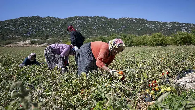 O ilde 70 hibeli domates fidesi desteği