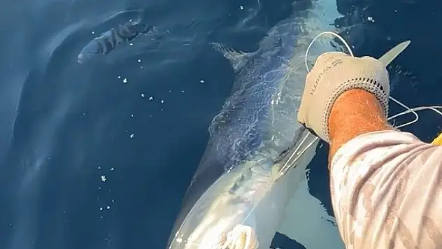 Oltaya mavi köpek balığı takıldı