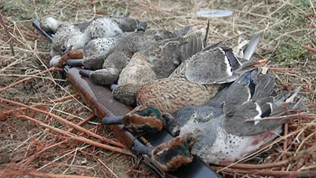 Ördek Avı Faciası: Arkadaşını Vurdu