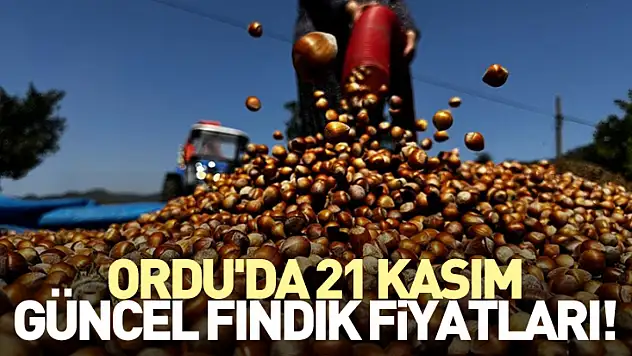 Ordu'da 21 Kasım Güncel Fındık Fiyatları!
