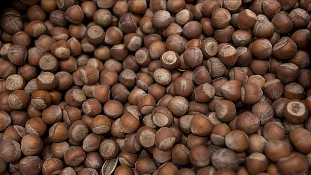 Ordu'da Fındık Fiyatları Yükselişini Koruyor: İlçelere Göre Güncel Rakamlar