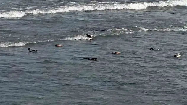 Ordu'da yaban ördek şöleni