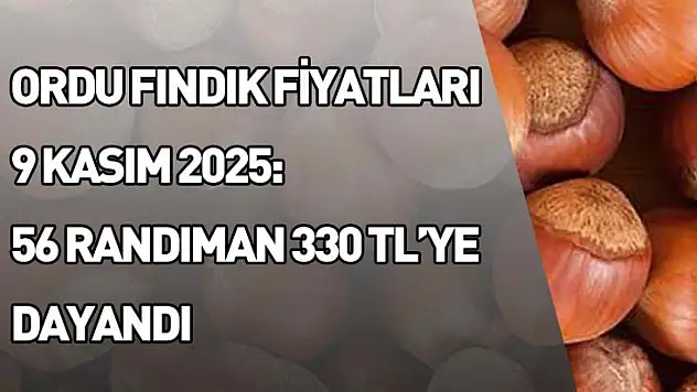 Ordu Fındık Fiyatları 9 Kasım 2025: 56 Randıman 330 TL'ye Dayandı