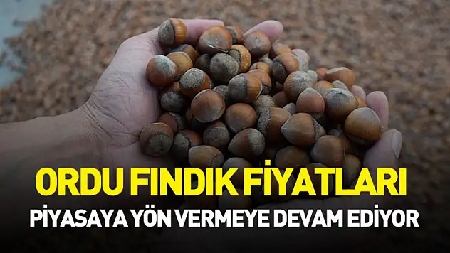 Ordu Fındık Fiyatları Piyasaya Yön Vermeye Devam Ediyor
