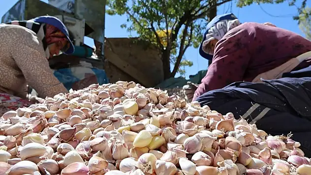 Organik sarımsakların ekimi başladı