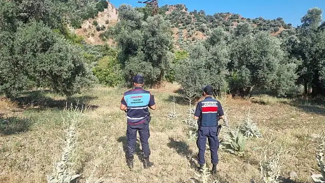 Ormanda yapacakları mangal pahalıya patladı