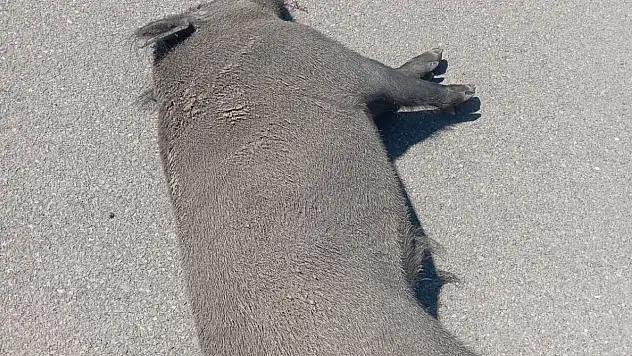 Otomobil domuza çarptı