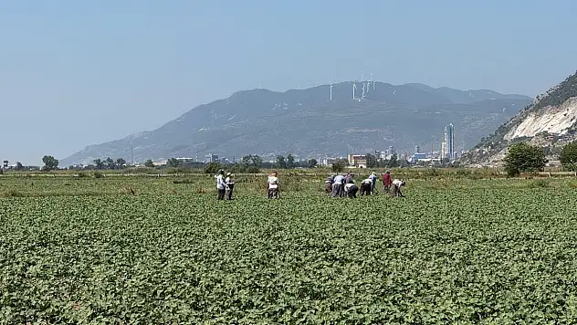 Pamuk arazileri kontrol edildi