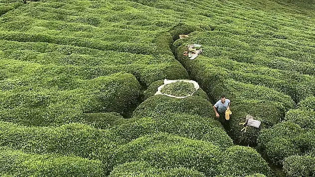 Rize'nin 5 aylık çay ihracatı 8,6 milyon doları aştı