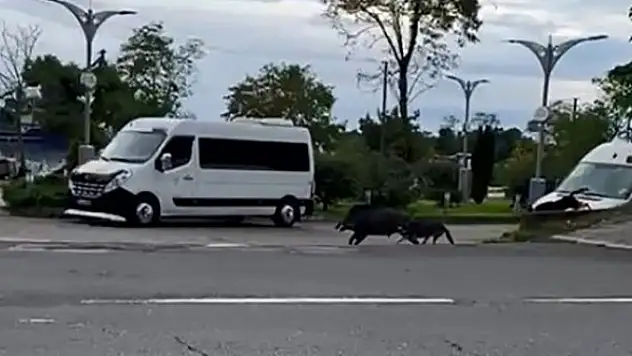Sahil Yoluna İnen Yaban Domuzu Köpeklerden Kaçtı