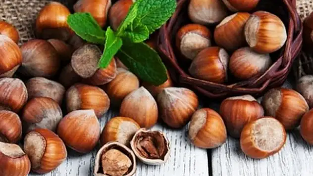 Sakarya'da 22 Kasım 2025 Fındık Piyasasında Hareketlilik: İlçelerde Güncel Fiyatlar