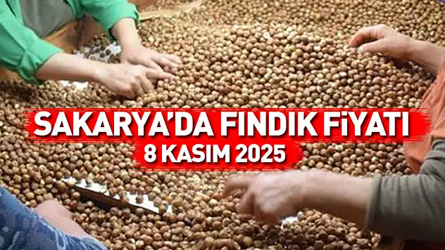 Sakarya'da Fındık Fiyatları Dengeli Seyrediyor: 8 Kasım 2025 Güncel Piyasa Rakamları