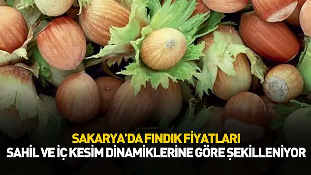 Sakarya'da Fındık Fiyatları Sahil ve İç Kesim Dinamiklerine Göre Şekilleniyor