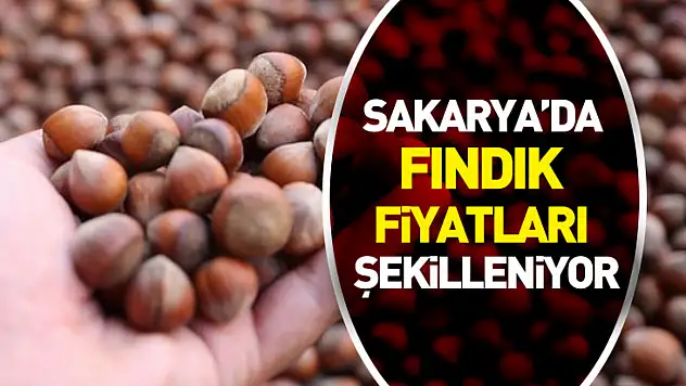 Sakarya'da Fındık Fiyatları Sahil ve İç Kesimlere Göre Şekilleniyor