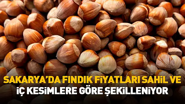 Sakarya'da Fındık Fiyatları Sahil ve İç Kesimlere Göre Şekilleniyor