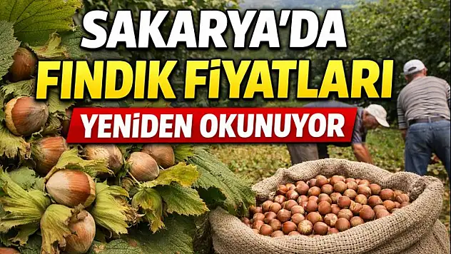 Sakarya'da Fındık Fiyatları Yeniden Okunuyor: Sahil ve İç Kesimler Arasındaki Fark Dikkat Çekiyor