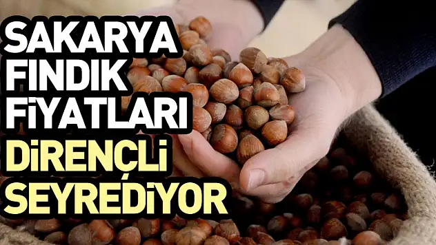 Sakarya Fındık Fiyatları Dirençli Seyrediyor