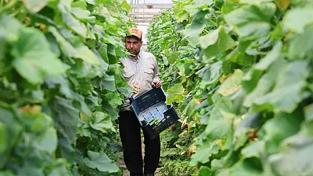 Salatalıkta hem sera, hem tarla bereketi