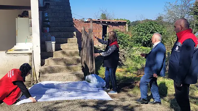 Salıpazarı'nda kahverengi kokarca ile mücadele sürüyor