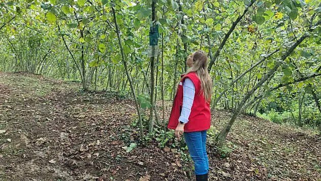 Salıpazarında Kahverengi Kokarca mücadelesi