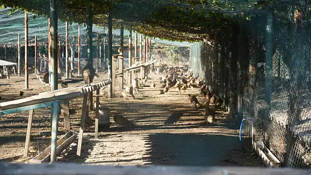 Samsun'da 2025 yılında 3 bin sülün doğaya salındı