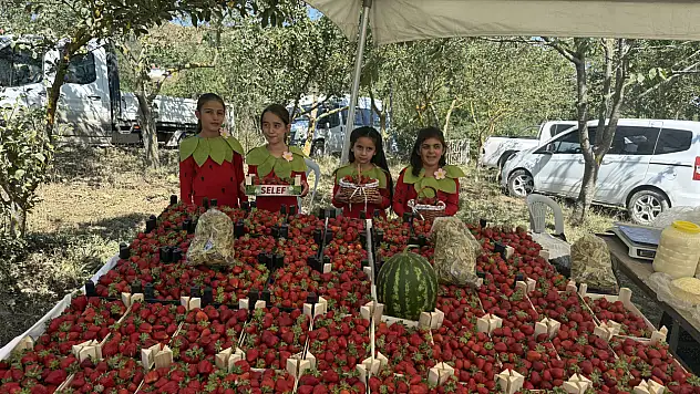 Samsun'da 3. Dürtmen Yaylası Çilek Festivali