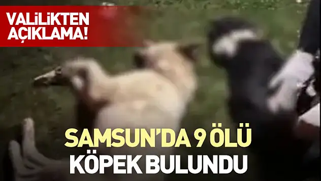Samsun'da 9 Ölü Köpek Bulundu: Valilikten Açıklama!
