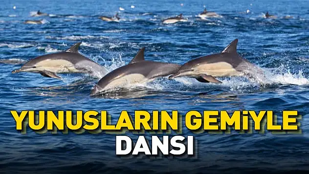Samsun'da Balıkçı Teknesine Eşlik Eden Yunuslar Kamerada