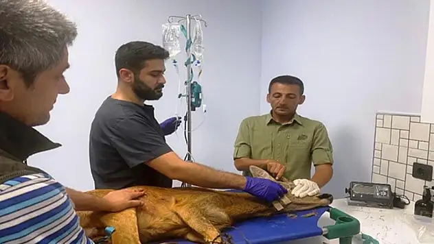 Samsun'da Binlerce Yaralı Hayvan Sağlığına Kavuştu