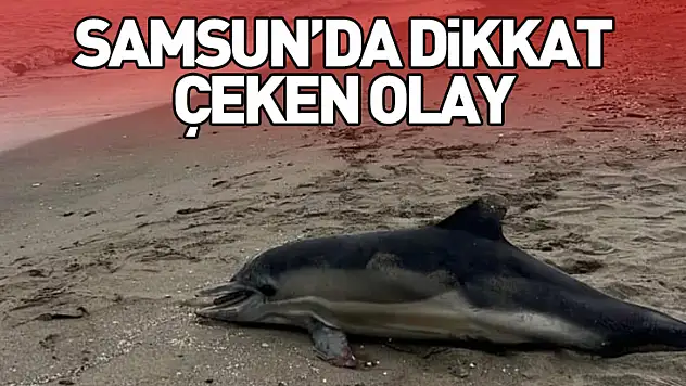 Samsun'da dikkat çeken olay