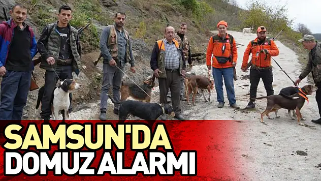 Samsun'da domuz alarmı