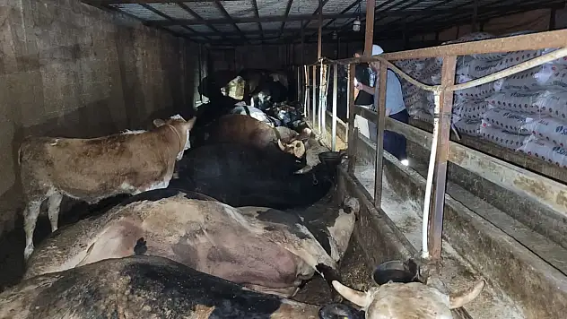 Samsun'da Elektrik Akımı Hayvanlarını Telef Etti