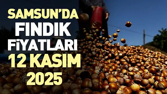 Samsun'da Fındık Fiyatları 12 Kasım 2025: Piyasa Direnci ve Temkinli Bekleyiş