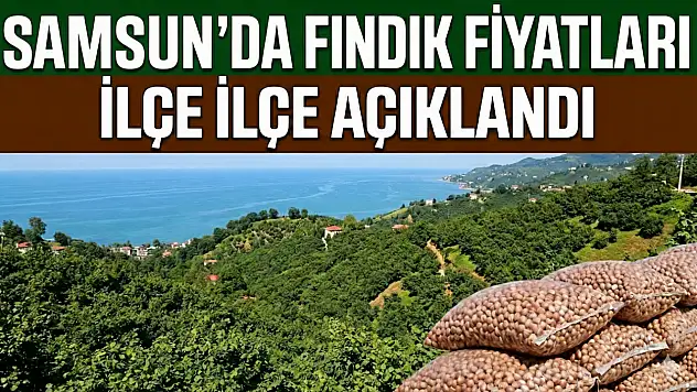 Samsun'da Fındık Fiyatları İlçe İlçe Açıklandı
