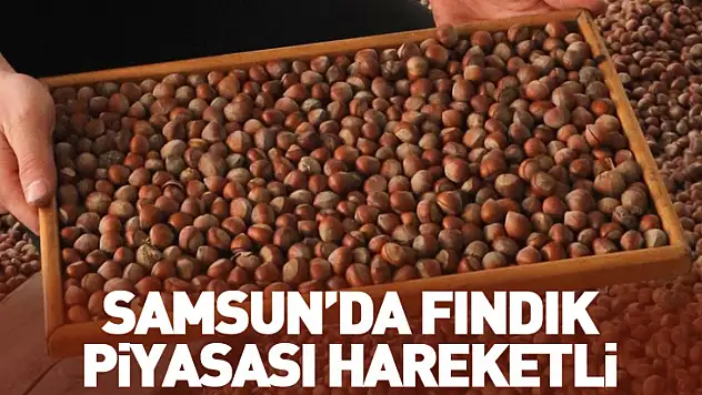 25 Ocak Samsun'da Fındık Fiyatları: Samsun'da Fındık Piyasası Hareketli