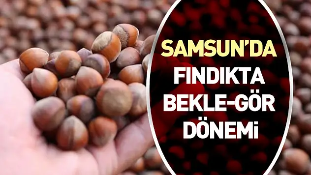 Samsun'da Fındıkta Bekle-Gör Dönemi: Üretici Satışa Mesafeli